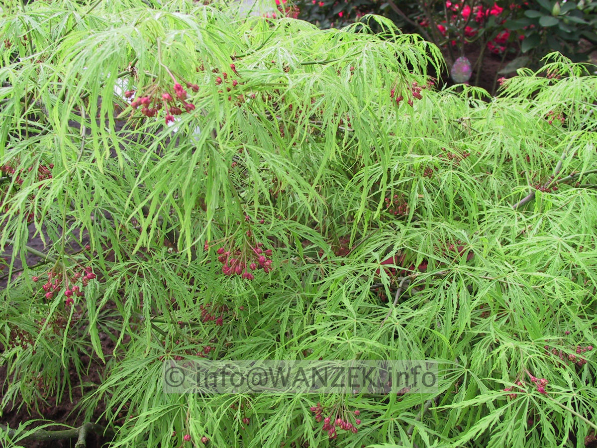 Acer palmatum Dissectum Viridis junges Laub1.JPG